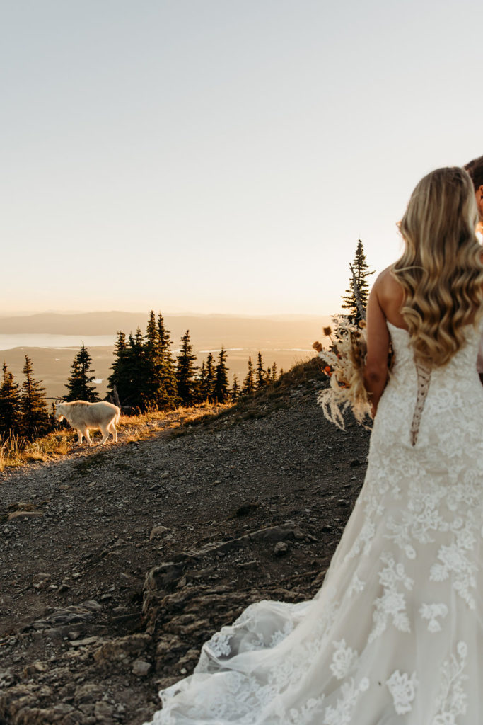 Couples adventure elopement in the mountains with mountain goat