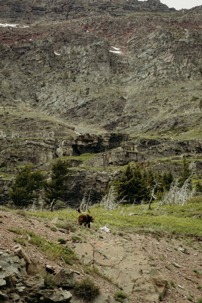 grizzly bears in gnp