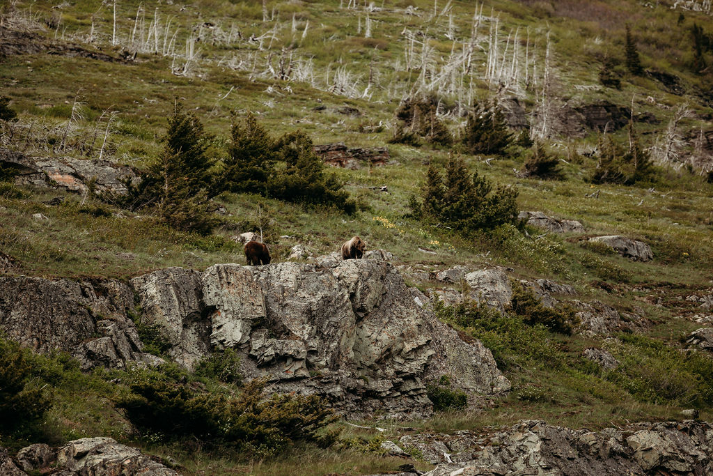 grizzly bears in gnp