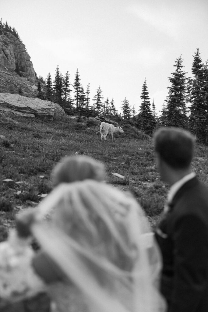 an adventure elopement photoshoot at going to the sun road
